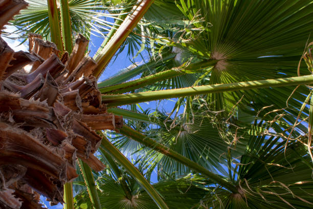 istock Palm tree close up. Bark and leaves against a clear summer sky. Summer holidays. 1408249247