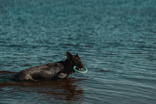 Black German Shepherd with puller toy in mouth standing in water