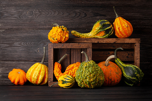 Various colorful squashes and pumpkins. Autumn vegetable harvest. With copy space