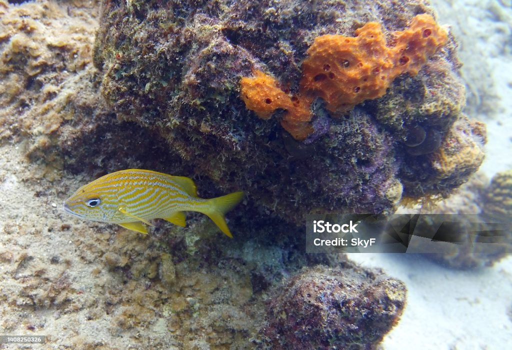 French Grunt in the reef Underwater image of a Haemulon flavolineatum, the French grunt fish swimming near a corals in the reef Animal Stock Photo