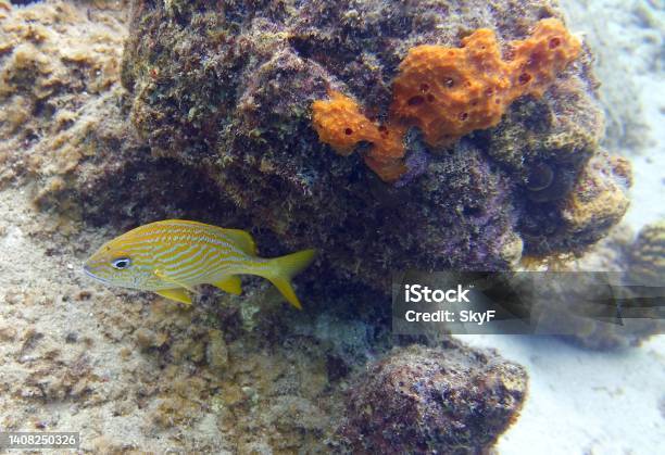 French Grunt In The Reef Stock Photo - Download Image Now - Animal, Animal Wildlife, Animals In The Wild