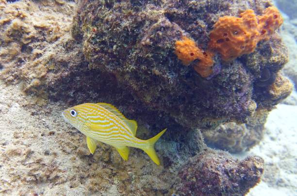 French Grunt in the reef Underwater image of a Haemulon flavolineatum, the French grunt fish swimming near a corals in the reef french grunt photos stock pictures, royalty-free photos & images