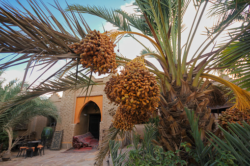 Erfoud, Morocco-September 24, 2013: Unripe dates hanging from a palm tree.