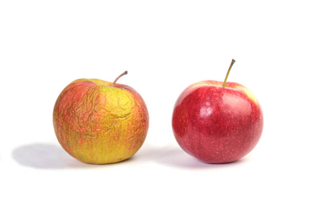 istock Fresh and shriveled apple isolated on white background. 1408250915