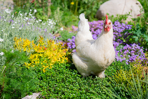 White egg-laying Leghorn hen walking in flowers in summer outside. Beautiful organic domestic layer chicken roaming free range on pasture