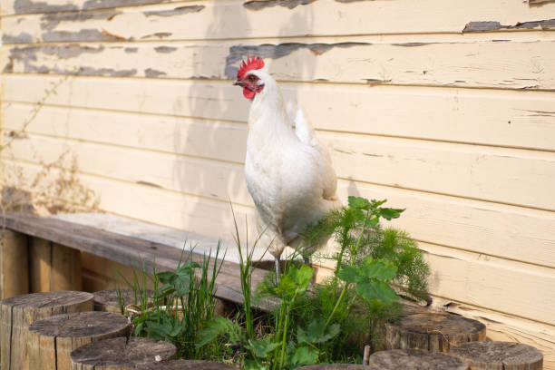 biała kura leghorn wystawiająca jaja wychodząca latem na zewnątrz w gospodarstwie. piękny kurczak z warstwy domowej na drewnianym tle - chow domestic animals animal beautiful zdjęcia i obrazy z banku zdjęć