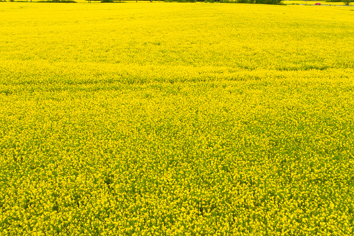 Rape fields seen from above