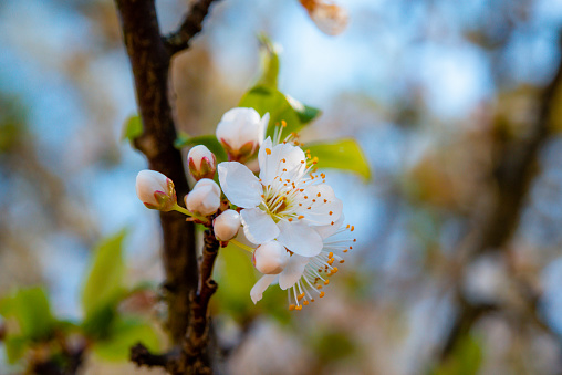 extreme close up photography of plum blossoms and buds hanging from a branch.
