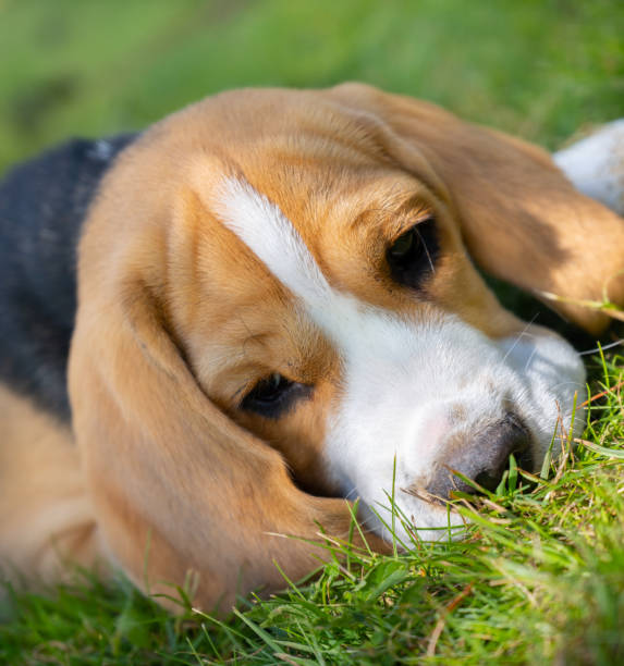 istock Close up of cute beagle puppy lying down on grass 1408252304