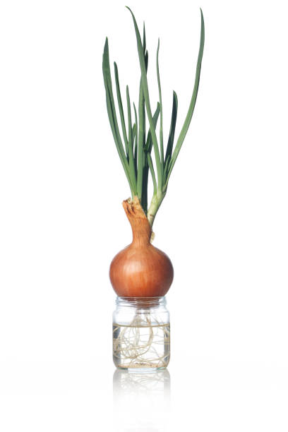 istock Green onions grown in a glass jar. 1408252342