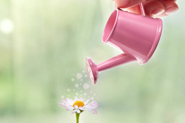 Daisies with a miniature watering can on a green background, copy space.