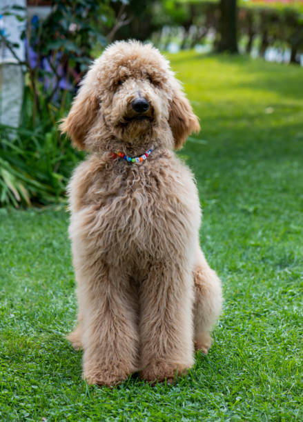 istock Giant Poodle in the garden 1408254626