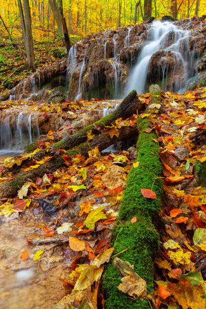 tronco de árbol cubierto de musgo que yace en cascada en el bosque otoñal - beech tree wilderness area forest log fotografías e imágenes de stock