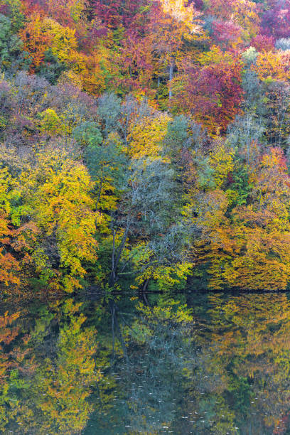 schöne bäume mit herbstlichem laub, das sich im wasser spiegelt - saturated color beech leaf autumn leaf stock-fotos und bilder