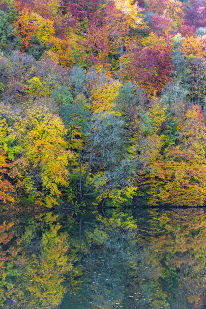 bellissimi alberi con fogliame autunnale riflesso nell'acqua - saturated color beech leaf autumn leaf foto e immagini stock
