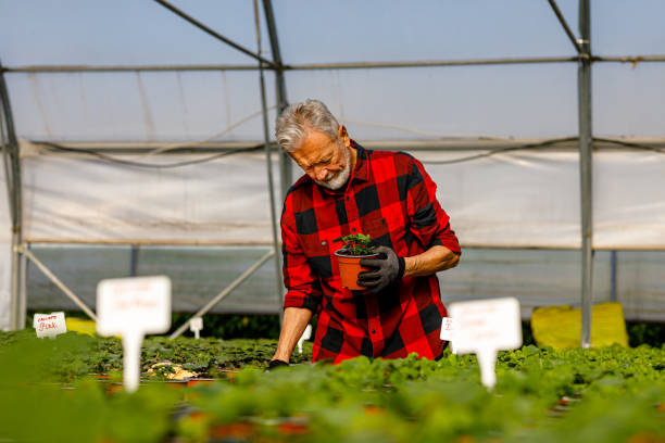 An older man holds a pot of plants and inspects their progress.