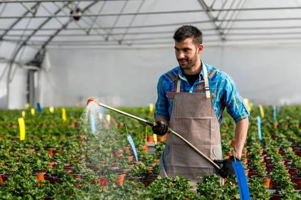 A young man is using a watering hose to water flowers in a greenhouse full of potted flowers.