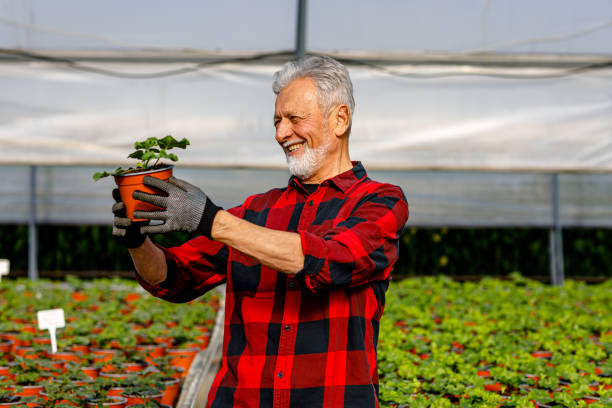istock An older man holds a pot of plants and inspects their progress. 1408256722