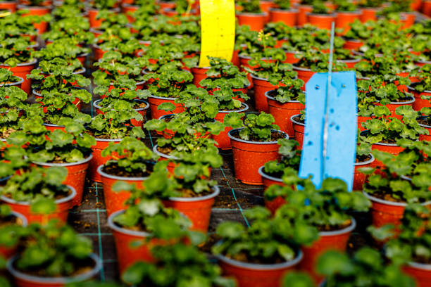 Inside a bright greenhouse, vibrant rows of blooming flowers are arranged, creating a colorful display of nature.