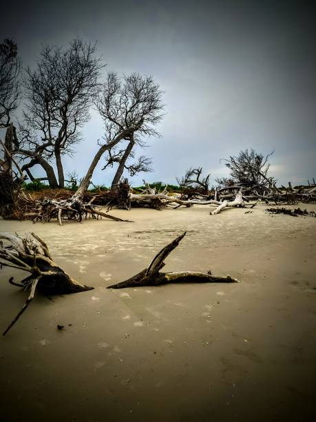istock Driftwood beach Charleston SC 1408256838