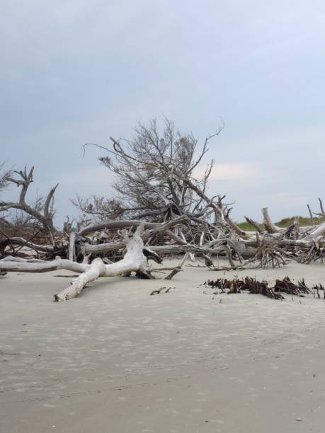 istock Driftwood beach Charleston SC 1408256843
