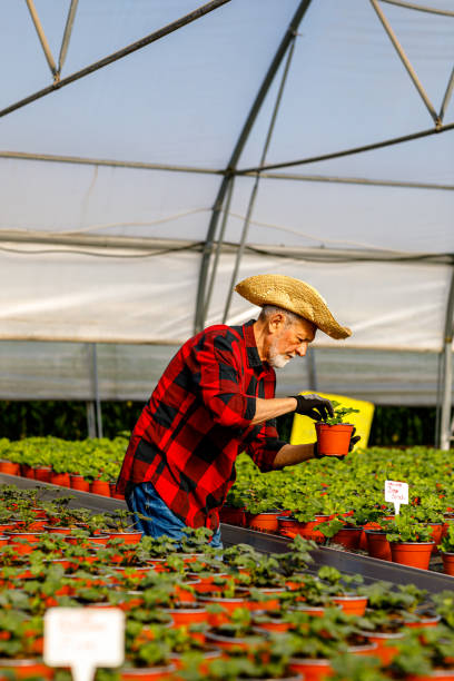 istock An older man with a straw hat is checking plants in the greenhouse. 1408256963