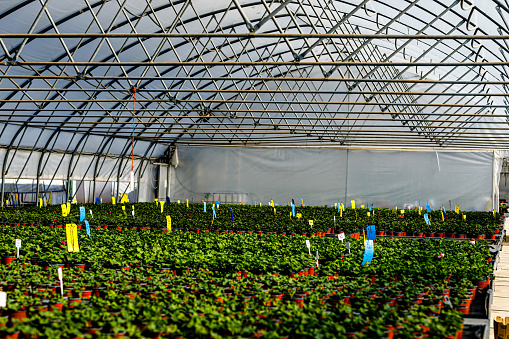 Plants growing inside a modern greenhouse in hydroponics.