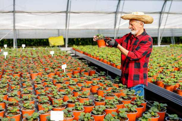istock An older man with a straw hat is checking plants in the greenhouse. 1408257694
