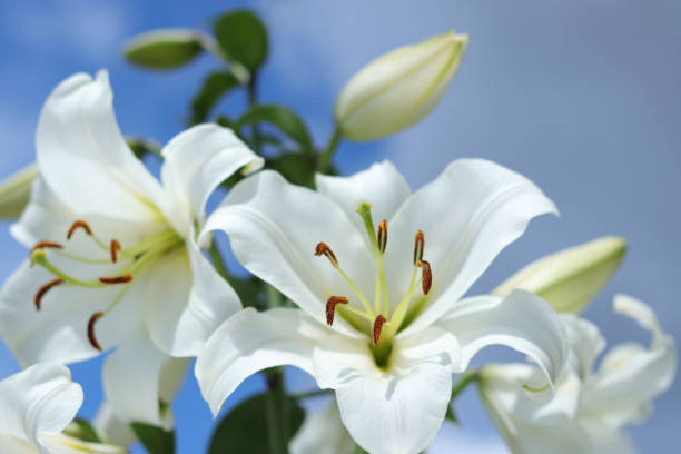 weiße madonnenlilie. lilium candidum blüte auf blauem grund. osterlilie blumen grußkarte mit kopierraum. liliaceae. weißes lilium longiflorum mit tautropfen - madonnenlilie stock-fotos und bilder