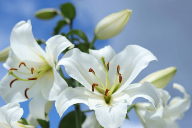 белая мадонна лили. цветок лилии кандидум на синем фоне. поздравительная открытка с цветами пасхальной лилии с местом для копирования. лили - lily white easter single flower стоковые фото и изображения