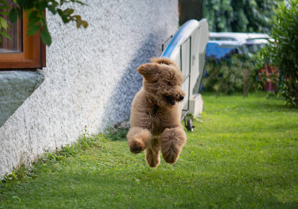 Giant Poodle jumping in the garden