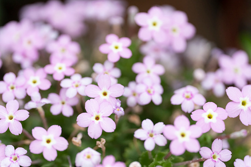 Alpine flowering plant