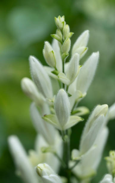istock Succulent plant flowering 1408259026