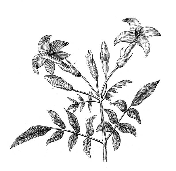 Antique engraving illustration: Jasminum officinale, common jasmine Antique engraving illustration: Jasminum officinale, common jasmine jasminum officinale stock illustrations
