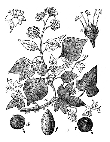 Antique engraving illustration: Hedera Helix, Ivy