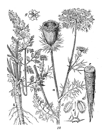 Antique engraving illustration: Daucus carota, wild carrot