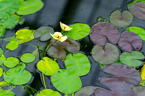 white water lilies in the pond