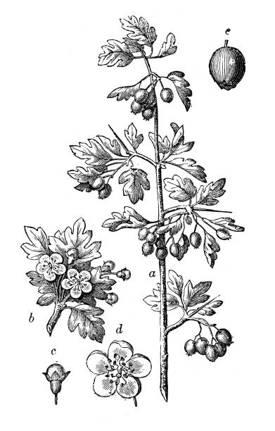 illustrations, cliparts, dessins animés et icônes de illustration de gravure ancienne : crataegus monogyna, aubépine commune - aubepine