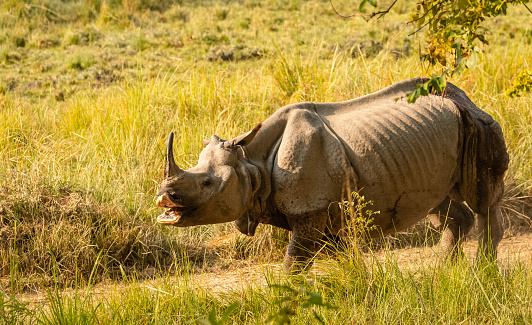 One-horned rhino (Rhinoceros unicornis) or the Indian rhinoceros in the forest.
