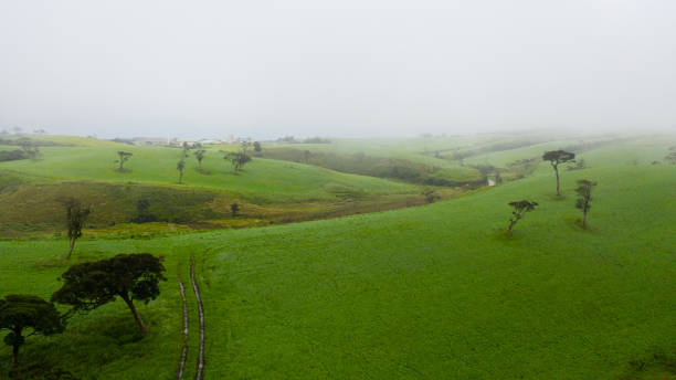 istock Green pastures among the hills. Sri Lanka. 1408260280