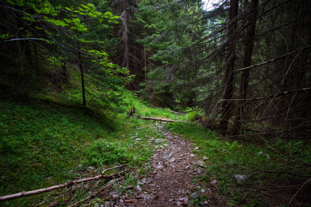 istock Road in the pine forest, Carpathians 1408260690