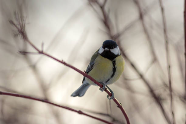 istock portrait of a titmouse 1408261270