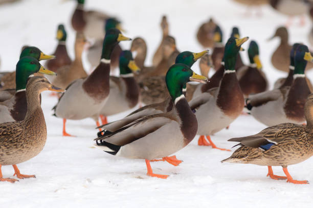 istock flock of ducks in winter day 1408261289