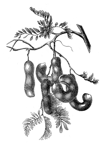 Antique engraving illustration: Tamarind, Tamarindus indica