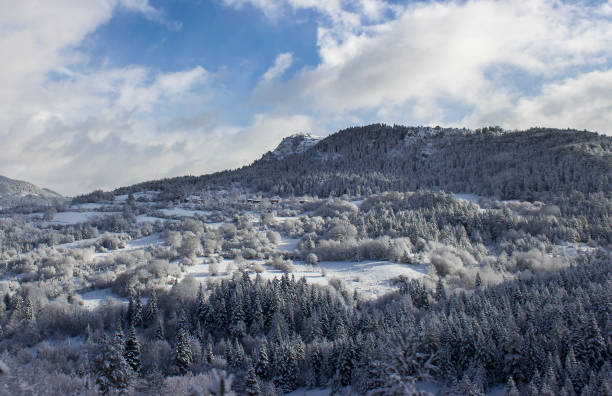 Snowy pine tree forest in the mountain, blue sky and white clouds in winter landscape
