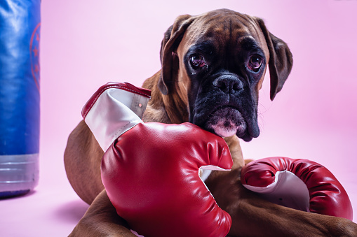 Boxer dog with red boxing gloves on pink background.