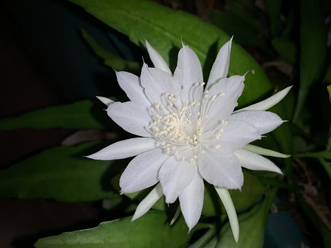 Queen of the night , Epiphyllum Oxypetalum, is a species of cactus. It rarely blooms and only at night, and its flowers wilt before dawn.