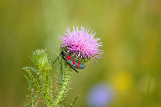 primer plano del burnet de seis puntos en la flor de cardo espinosa sin plumas con plantas verdes borrosas en el fondo - moth black flying animal tongue fotografías e imágenes de stock