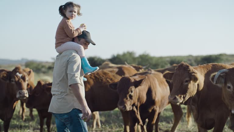 Mature farmer walking on a farm with daughter while cows grazing on open pasture field in the countryside. Man holding grass feed for livestock. Raising animals free range dairy and cattle industry