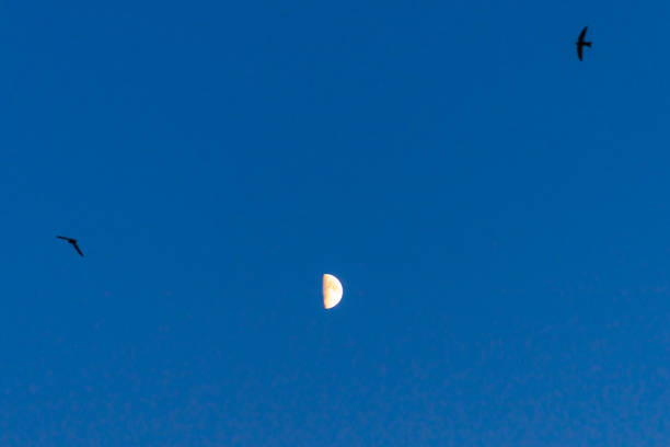 Small moon over blue sky glowing background.The Moon illuminated by the Sun.